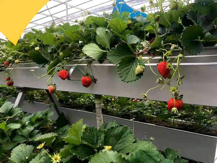 無土栽培，無土栽培技術，無土栽培設備