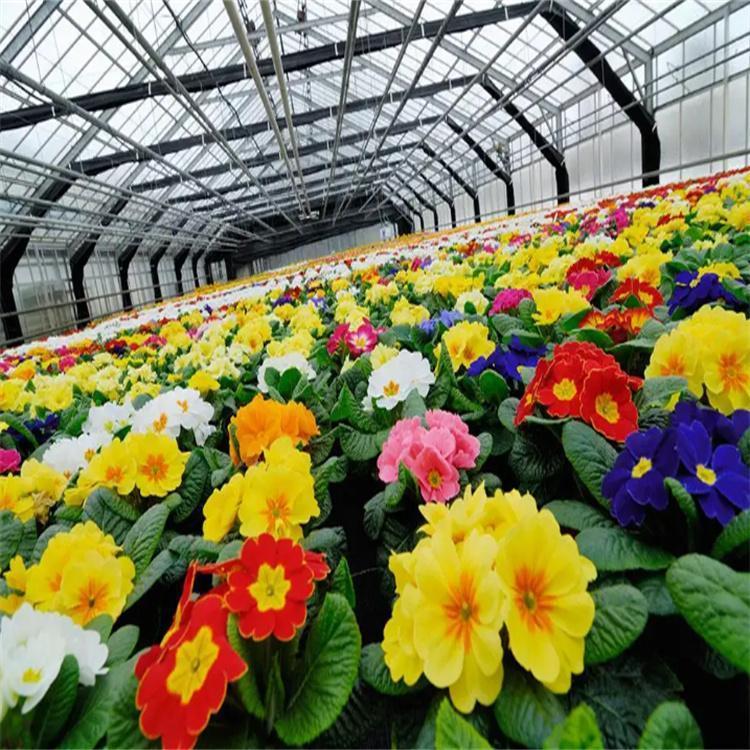 無土栽培，無土栽培技術(shù)，無土栽培設(shè)備