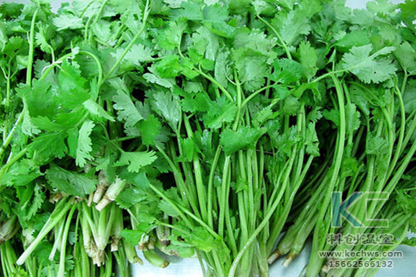 無土栽培,無土栽培技術(shù),無土栽培設(shè)備