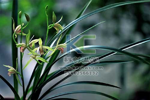 無土栽培，無土栽培技術，無土栽培設備