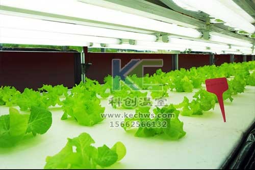 無土栽培，無土栽培技術，無土栽培設備
