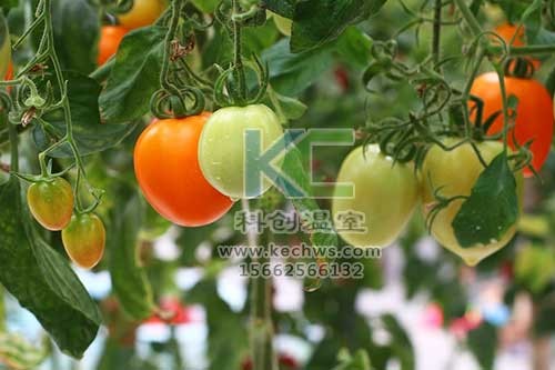 無土栽培，無土栽培技術(shù)，無土栽培設(shè)備