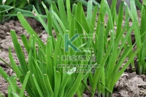 無土栽培，無土栽培技術，無土栽培設備