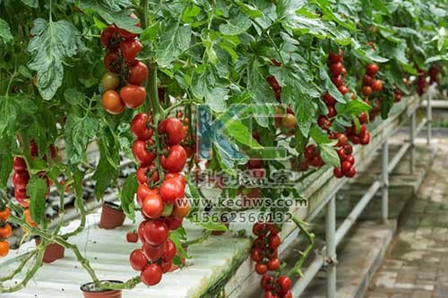 無土栽培，無土栽培技術(shù)，無土栽培設(shè)備