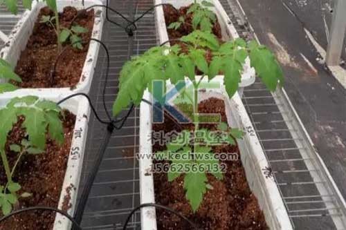 無土栽培，無土栽培技術，無土栽培設備