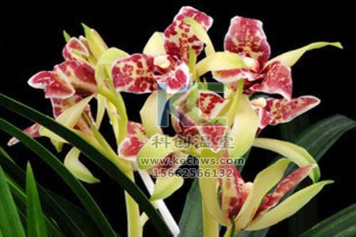 無土栽培，無土栽培技術，無土栽培設備