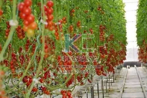 無土栽培，無土栽培技術(shù)，無土栽培設(shè)備